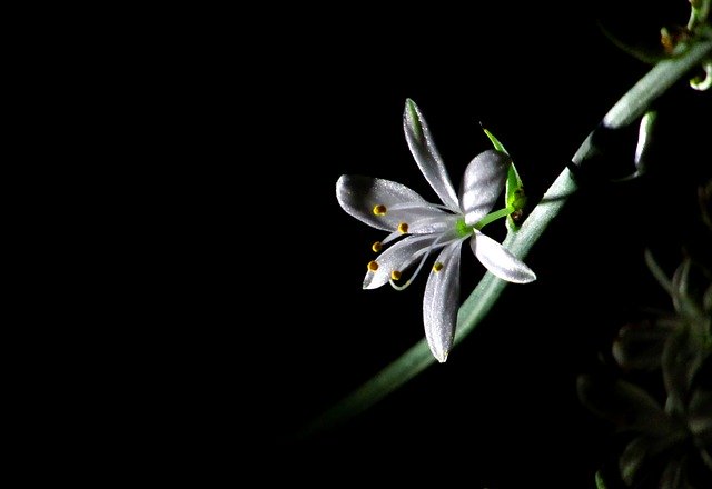 Скачать бесплатно Flower Blossom Nature - бесплатную фотографию или картинку для редактирования с помощью онлайн-редактора GIMP