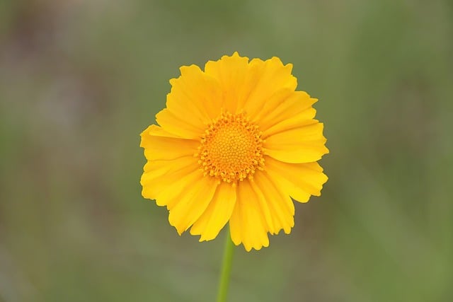 Free download flower blossom nature daisy plant free picture to be edited with GIMP free online image editor