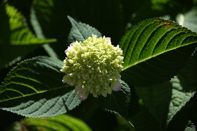 ดาวน์โหลดฟรี Flower Blossom Petal - ภาพถ่ายหรือรูปภาพฟรีที่จะแก้ไขด้วยโปรแกรมแก้ไขรูปภาพออนไลน์ GIMP