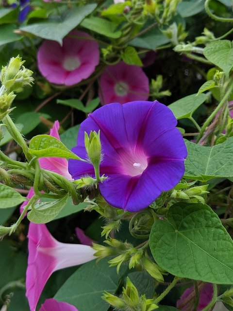 Download gratuito di Flower Blossom Purple: foto o immagine gratuita da modificare con l'editor di immagini online GIMP