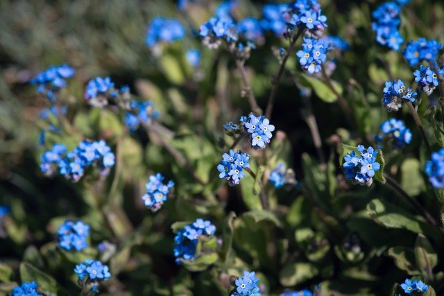 Descărcare gratuită flower blossoms blue forget me not free picture pentru a fi editat cu editorul de imagini online gratuit GIMP