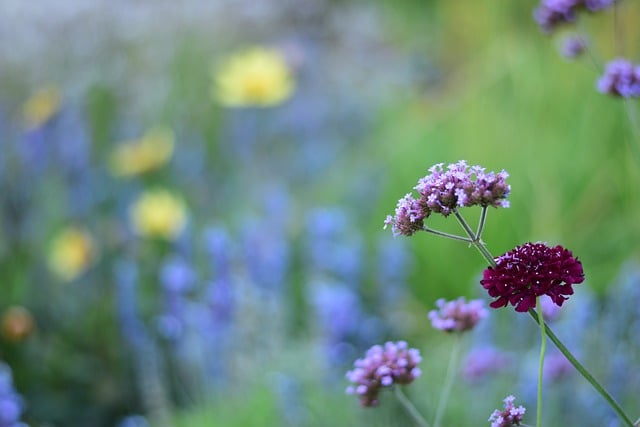 Free download flower blossoms grass meadow park free picture to be edited with GIMP free online image editor