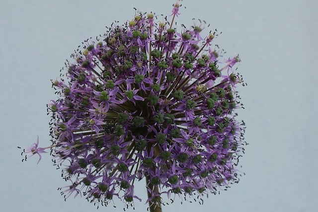 Free download flower blossoms plant free picture to be edited with GIMP free online image editor