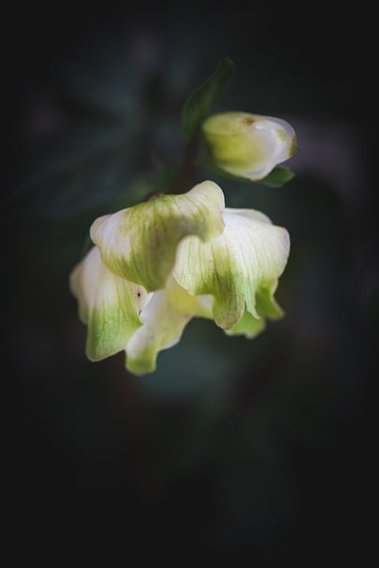 Free download flower blossom spring flora plant free picture to be edited with GIMP free online image editor