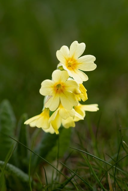 Free download flower blossoms spring free picture to be edited with GIMP free online image editor