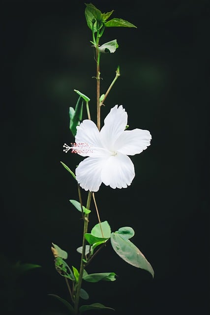 Descarga gratuita de la imagen gratuita de la naturaleza de la nieve blanca de la flor para editar con el editor de imágenes en línea gratuito GIMP
