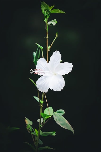 Téléchargement gratuit d'une image gratuite de fleur de neige blanche nature à éditer avec l'éditeur d'images en ligne gratuit GIMP