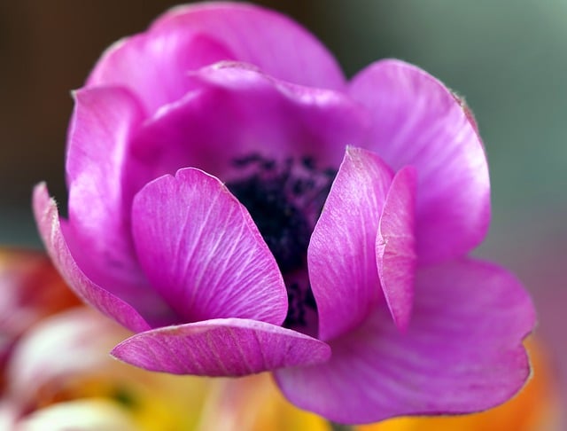 Free download flower blue anemone blossom bloom free picture to be edited with GIMP free online image editor
