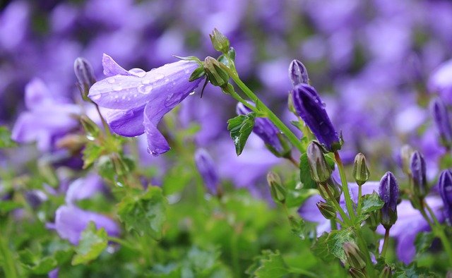 Téléchargement gratuit d'une image gratuite de fleur bluebell blue star blue à modifier avec l'éditeur d'images en ligne gratuit GIMP