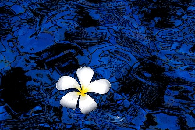 Free download Flower Blue Decorative -  free illustration to be edited with GIMP free online image editor