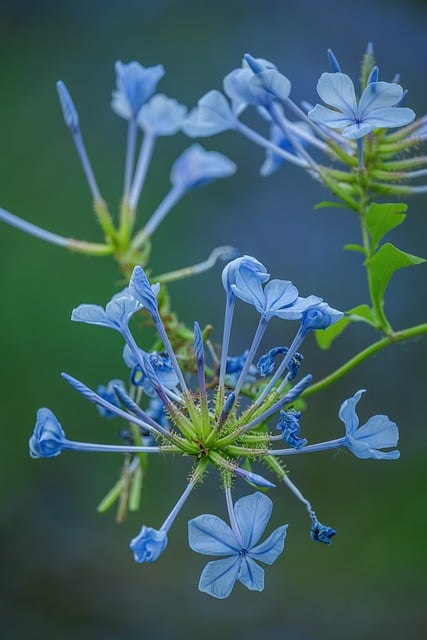 Free download flower blue flower petals blue free picture to be edited with GIMP free online image editor