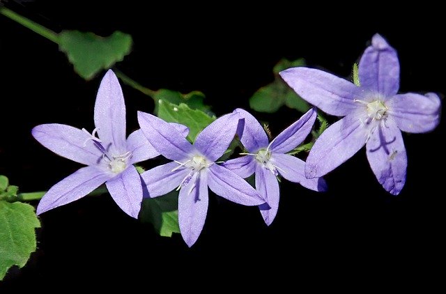 Скачать бесплатно Flower Blue Ground Cover - бесплатное фото или изображение для редактирования с помощью онлайн-редактора изображений GIMP