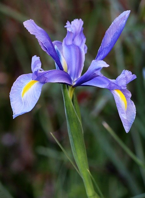 دانلود رایگان Flower Blue Iris - عکس یا تصویر رایگان قابل ویرایش با ویرایشگر تصویر آنلاین GIMP