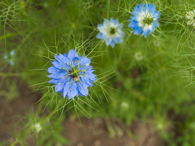 Free picture Flower Blue Nature -  to be edited by GIMP free image editor by OffiDocs