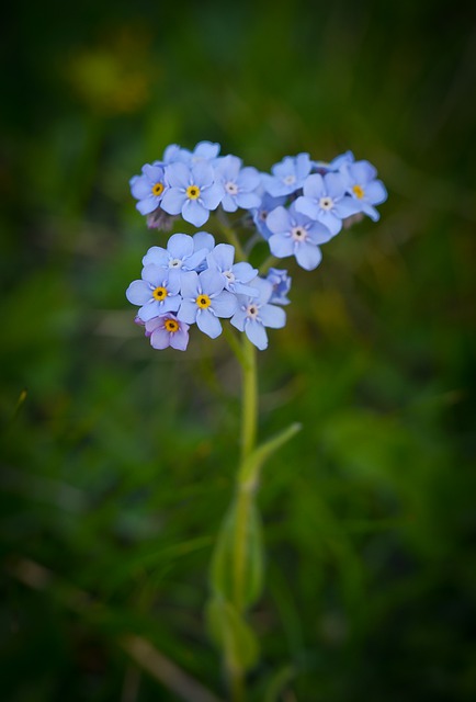 Free download flower blue nature summer flora free picture to be edited with GIMP free online image editor