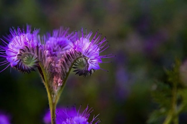 Free download flower blue phacelia field meadows free picture to be edited with GIMP free online image editor