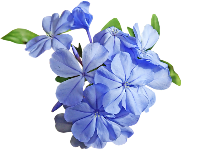 Template Photo Flower Blue Plumbago Cut -  for OffiDocs