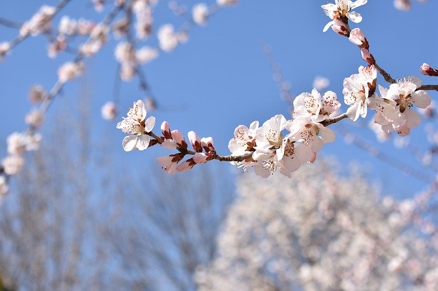 Free download Flower Blue Sky White Peach -  free photo or picture to be edited with GIMP online image editor
