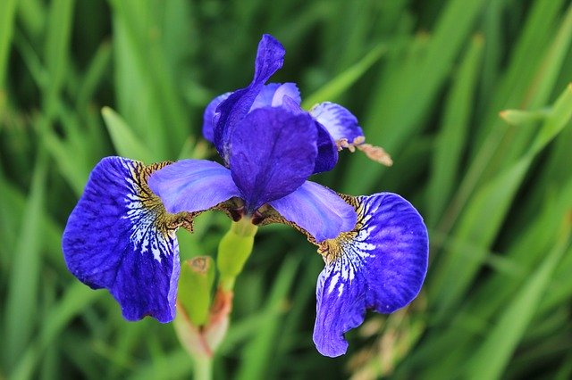 הורדה חינם Flower Blue Summer - תמונה או תמונה בחינם לעריכה עם עורך התמונות המקוון GIMP