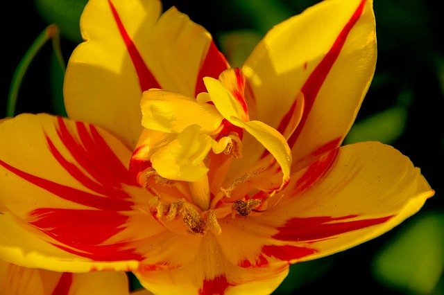 Flower Blume Farbe de download grátis - foto ou imagem grátis para ser editada com o editor de imagens online GIMP