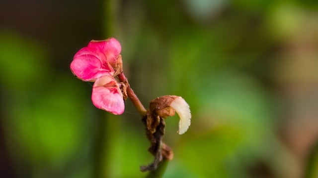 Free download flower bokeh green pink detail free picture to be edited with GIMP free online image editor