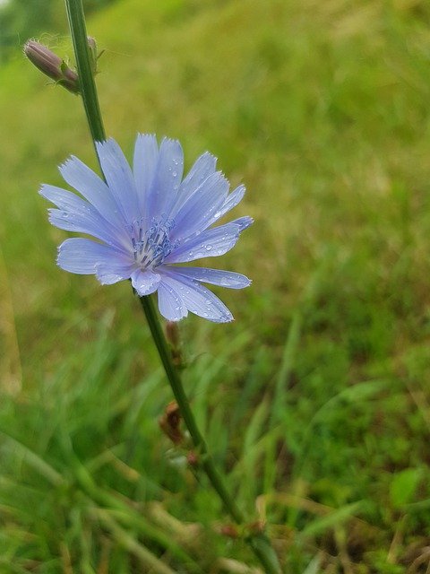 دانلود رایگان Flower Bokeh Greens - عکس یا عکس رایگان قابل ویرایش با ویرایشگر تصویر آنلاین GIMP