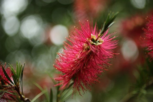 Gratis download Flower Bokeh Plants - gratis foto of afbeelding om te bewerken met GIMP online afbeeldingseditor