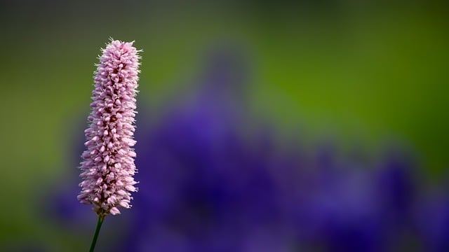 Free download flower botanical background purple free picture to be edited with GIMP free online image editor