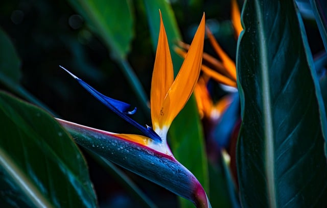 Free download flower botany bloom blossom nature free picture to be edited with GIMP free online image editor