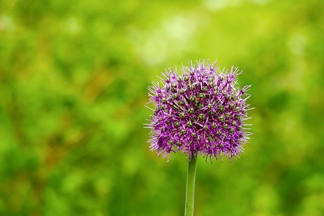 Descarga gratuita flor botánica floración pétalos imagen gratis para editar con el editor de imágenes en línea gratuito GIMP