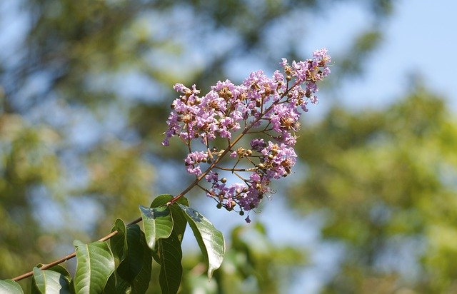 הורדה חינם Flower Botany Blooms At - תמונה או תמונה בחינם לעריכה עם עורך התמונות המקוון GIMP