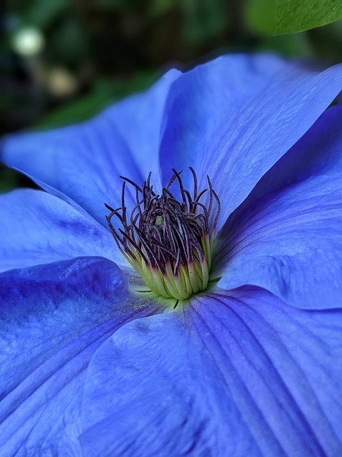 Free download flower botany clematis bloom free picture to be edited with GIMP free online image editor