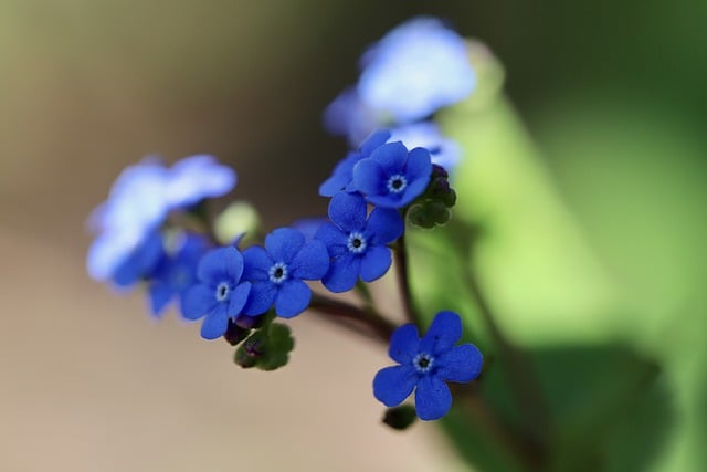 Free download flower botany forget me not free picture to be edited with GIMP free online image editor