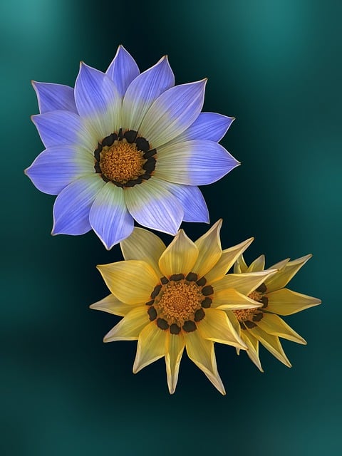 Free download flower botany gazania colors flora free picture to be edited with GIMP free online image editor