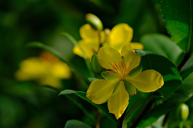 Free download flower botany hypercum free picture to be edited with GIMP free online image editor