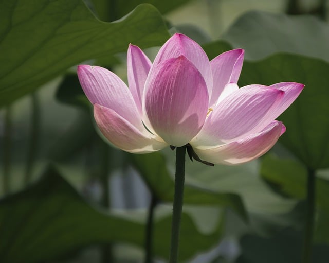 Free download flower botany lotus blooming lotus free picture to be edited with GIMP free online image editor
