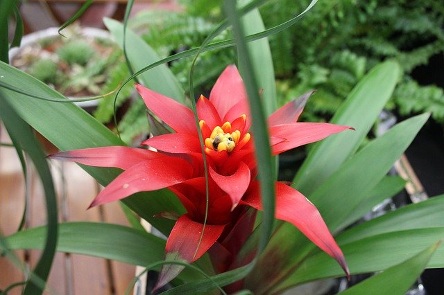 Kostenloser Download von „Flower Botany Nature“ – kostenloses kostenloses Foto oder Bild zur Bearbeitung mit dem Online-Bildeditor GIMP