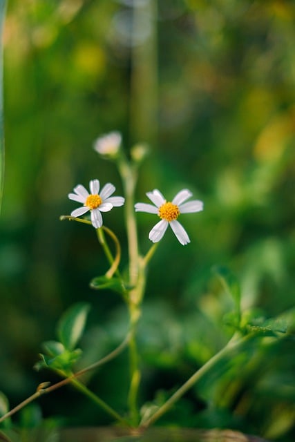 Descarga gratuita de flores, botánica, naturaleza, floración, imagen gratuita para editar con el editor de imágenes en línea gratuito GIMP