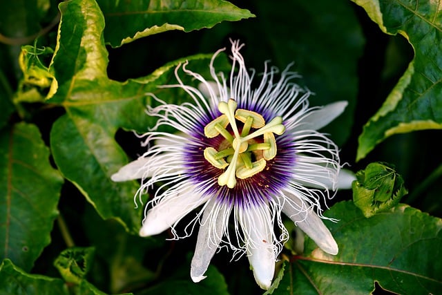 Téléchargement gratuit fleur botanique nature croissance plante image gratuite à éditer avec l'éditeur d'images en ligne gratuit GIMP