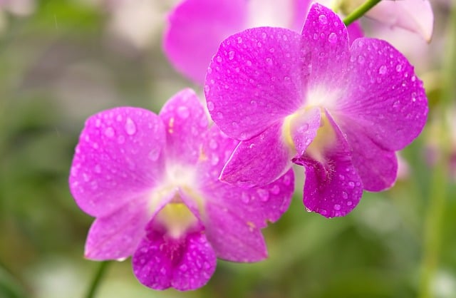 Free download flower botany orchid bloom blossom free picture to be edited with GIMP free online image editor