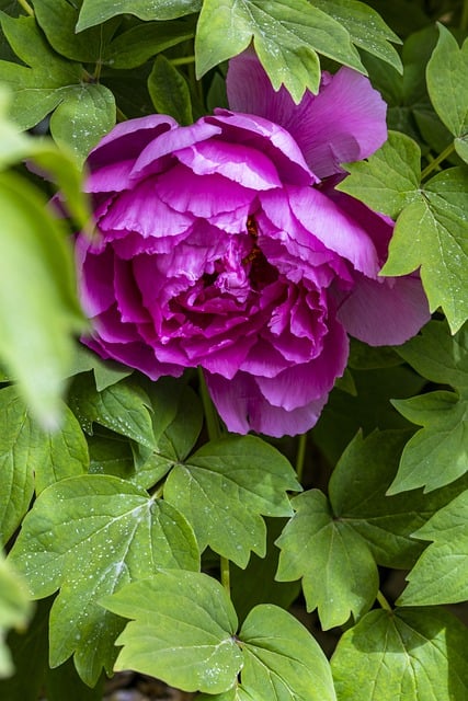 Free download flower botany peony plant free picture to be edited with GIMP free online image editor