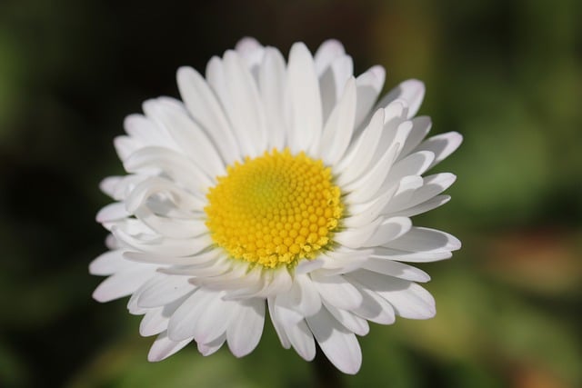 Free download flower botany petals daisy blossom free picture to be edited with GIMP free online image editor