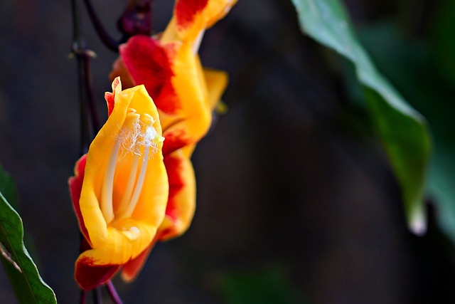 Free download flower botany thundbergia flora free picture to be edited with GIMP free online image editor