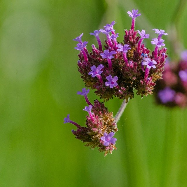 Descarga gratuita Flower Botany Violet: foto o imagen gratuita para editar con el editor de imágenes en línea GIMP