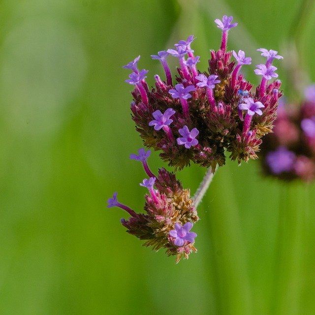 Ücretsiz indir Flower Botany Violet - GIMP çevrimiçi resim düzenleyiciyle düzenlenecek ücretsiz fotoğraf veya resim