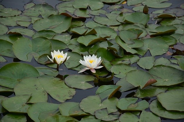 Unduh gratis Flower Botany Water Lily - foto atau gambar gratis untuk diedit dengan editor gambar online GIMP