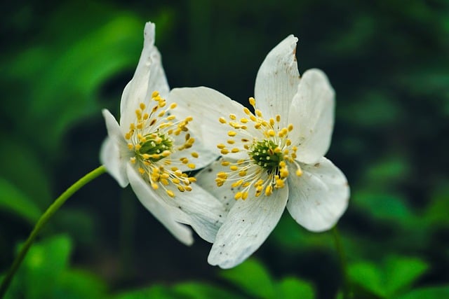 Free download flower botany wood anemones forest free picture to be edited with GIMP free online image editor