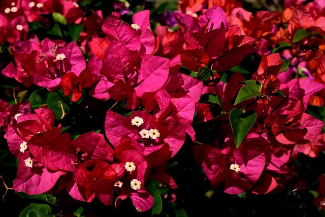 Kostenloser Download von Blumen-Bougainvillea-Bildern, die mit dem kostenlosen Online-Bildeditor GIMP bearbeitet werden können