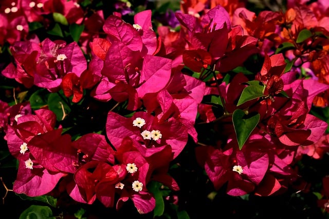 Libreng download flower bougainvillea libreng larawan na ie-edit gamit ang GIMP na libreng online na editor ng imahe