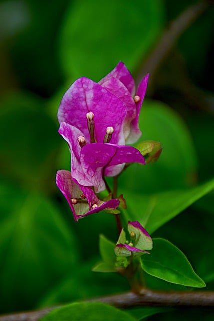Бесплатно скачать цветок бугенвиллеи цветение цветение бесплатное изображение для редактирования в GIMP бесплатный онлайн-редактор изображений